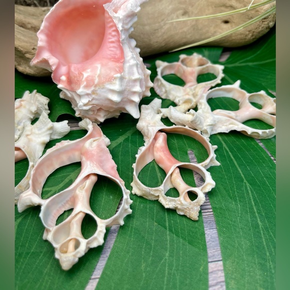 JUST IN- LG PINK MUREX CENTER CUT SHELLS SLICES DIY CRAFTING LOT - Picture 10 of 15